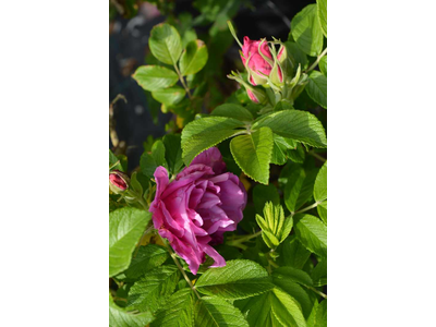 Rosa rugosa