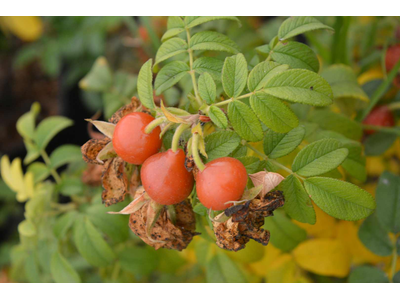 Rosa rugosa