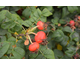 Rosa rugosa Pussy