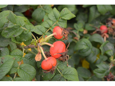 Rosa rugosa