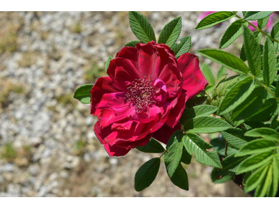 Rosa rugosa