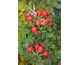 Rosa rugosa Exception Rotes Meer