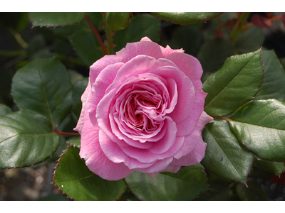 Rosa