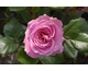 Rosa Rosengrafin Marie Henriette