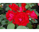 Rosa Roter Drache