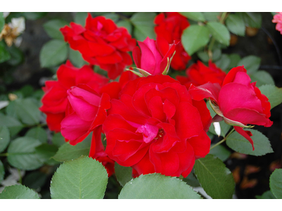 Rosa