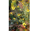 Rudbeckia fulgida var. fulgida 