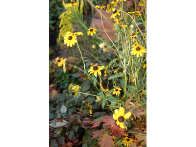 Rudbeckia fulgida var. fulgida