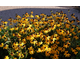 Rudbeckia fulgida var. sullivantii  Goldsturm