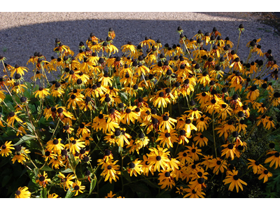 Rudbeckia fulgida var. sullivantii 