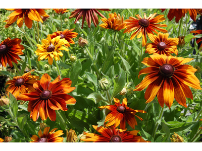 Rudbeckia hirta