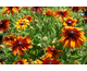 Rudbeckia hirta Cappuccino