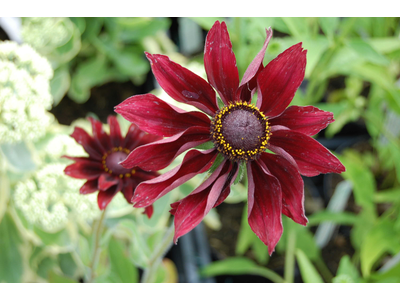 Rudbeckia hirta
