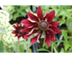 Rudbeckia hirta Cherry Brandy