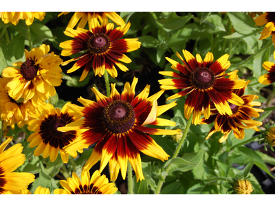 Rudbeckia hirta