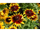 Rudbeckia hirta Denver Daisy