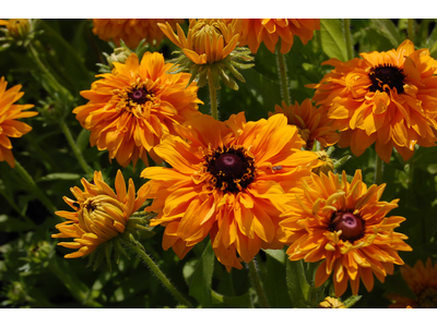 Rudbeckia hirta