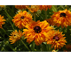 Rudbeckia hirta Goldilocks