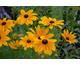 Rudbeckia hirta Indian Summer