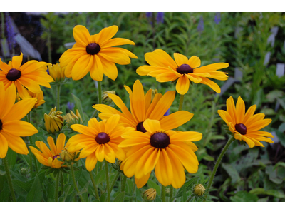 Rudbeckia hirta