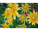 Rudbeckia hirta Prairie Sun