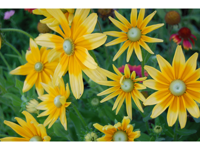 Rudbeckia hirta