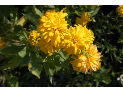 Rudbeckia laciniata