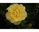 Rosa Rugelda