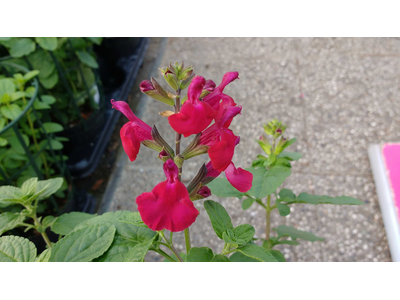 Salvia microphylla