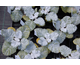 Salvia argentea (Artemis)