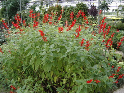 Salvia elegans (S. rutilans)