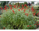 Salvia elegans (S. rutilans) Scarlet Pineapple