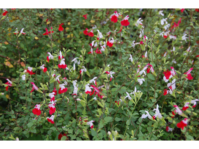 Salvia microphylla