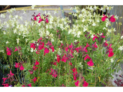 Salvia greggii