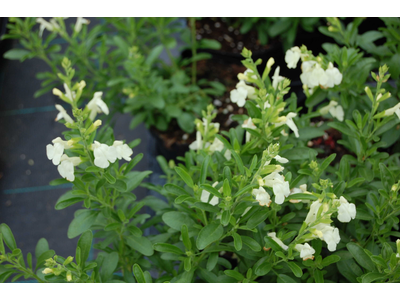 Salvia greggii