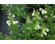 Salvia greggii Sally G Vanilla