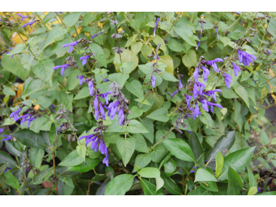 Salvia guaranitica