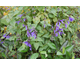 Salvia guaranitica Black and Blue