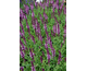 Salvia nemorosa Jumbo Pink