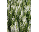 Salvia nemorosa Schneehugel