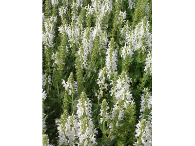 Salvia nemorosa