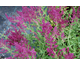 Salvia nemorosa Schwellenburg