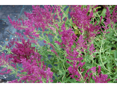 Salvia nemorosa