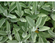 Salvia officinalis Maxima