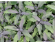 Salvia officinalis Purpurascens