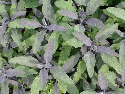 Salvia officinalis