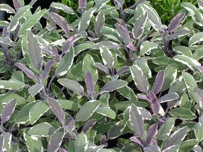 Salvia officinalis