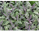 Salvia officinalis Tricolor