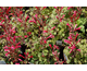 Salvia roemeriana Hot Trumpets