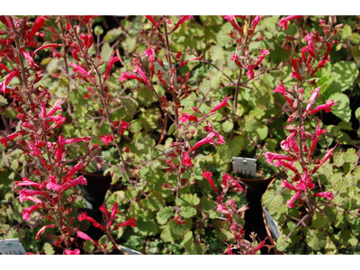 Salvia roemeriana